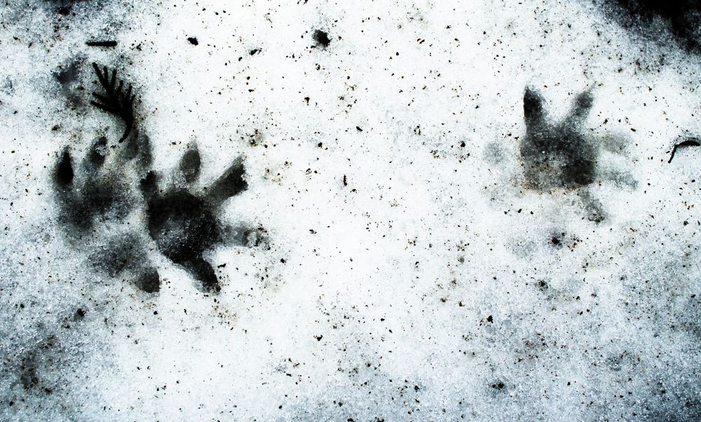 Opossum footprint to recognize a possum chicken attack