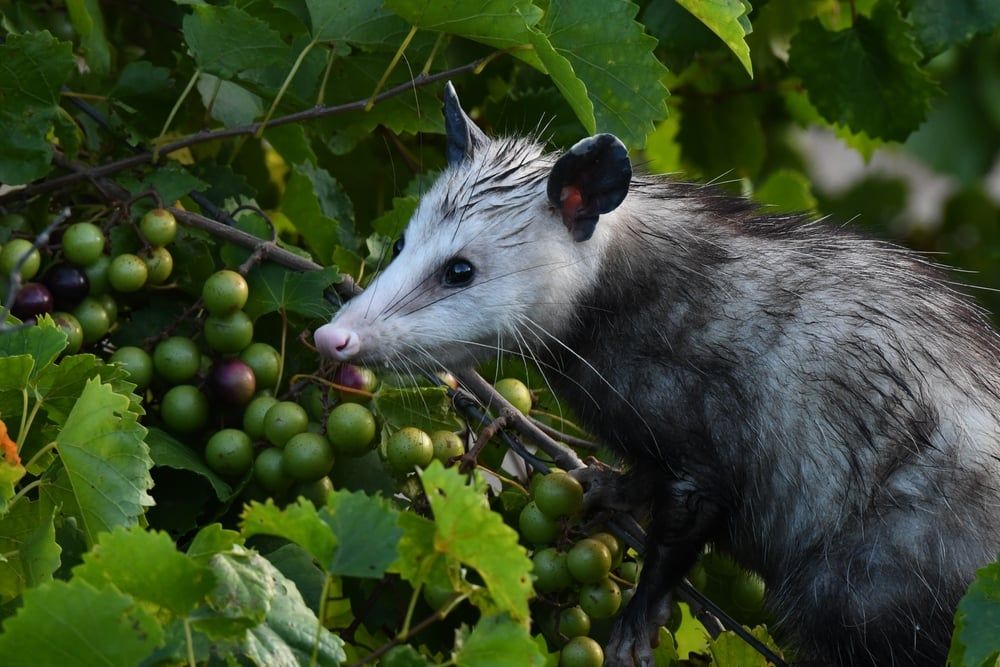 Virginia Opossum. Didelphis virginiana