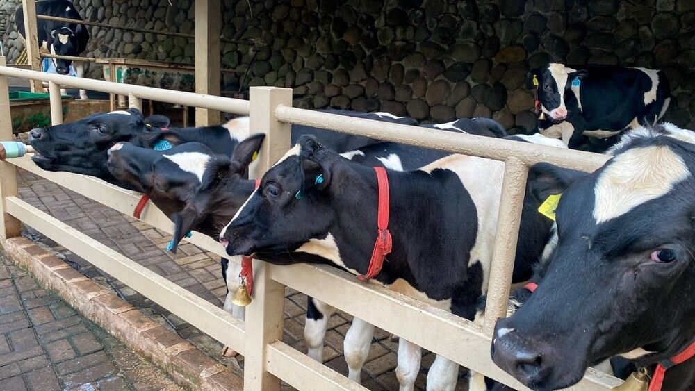 Adorable Mini Holstein cows in a miniature farm.
