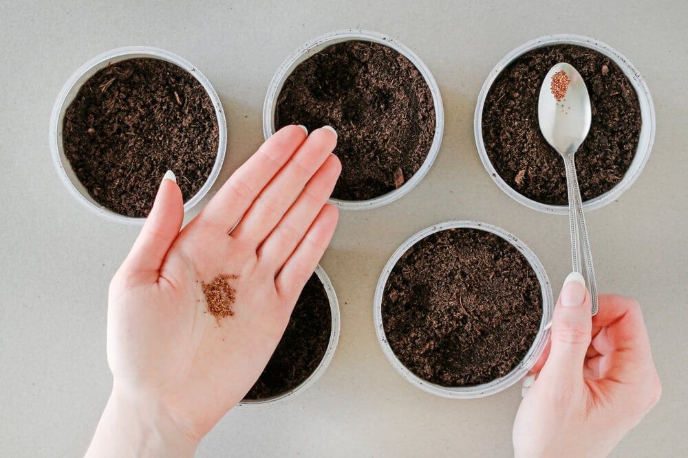 Carefully adding strawberry seeds to small growing cups