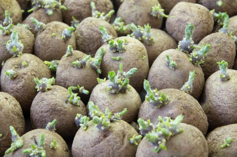 How to Plant a Sprouted Potato In 6 Steps | From Germination to Harvest