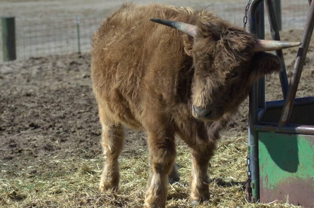 Fuzzy and fluffy Miniature Highland cow from Colorado, USA.