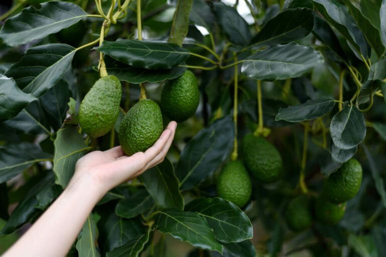 How to Grow an Avocado From Seed In 5 Easy Steps – With Tree Transplant Guide!