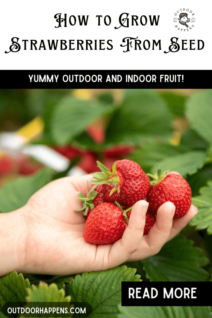 How to grow strawberries from seed yummy outdoor and indoor fruit.