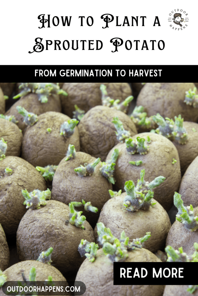 How to plant a sprouted potato in 6 steps from germination to harvest.