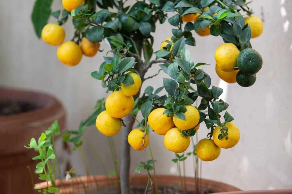 Lovely potted lemon trees growing in a rural Sicilian garden.