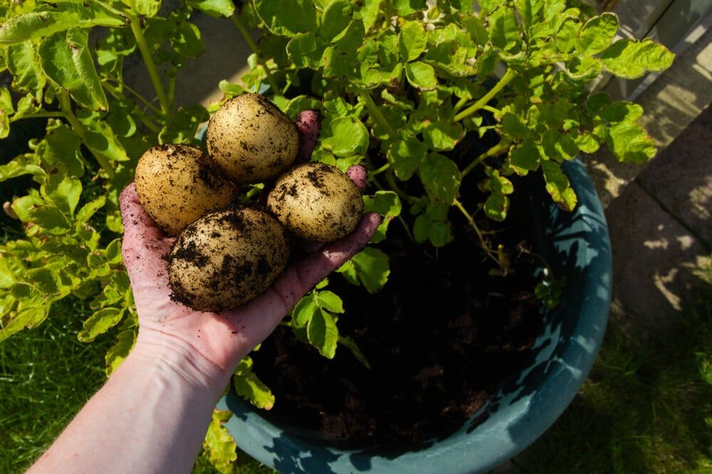 Mature and delicious Estima potatoes harvested from a backyard growing container.