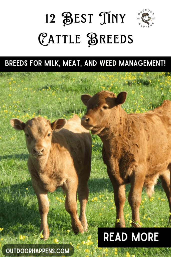 Mini cow breeds guide 12 best tiny cattle breeds for milk meat and weed management.