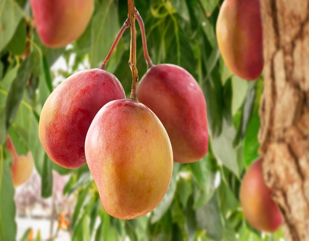 Ripe and delicious looking mango fruits growing on the tree.