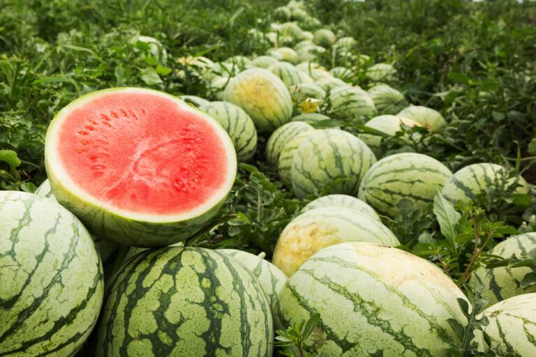 How to Grow Watermelon From Seed to Juicy Fruit