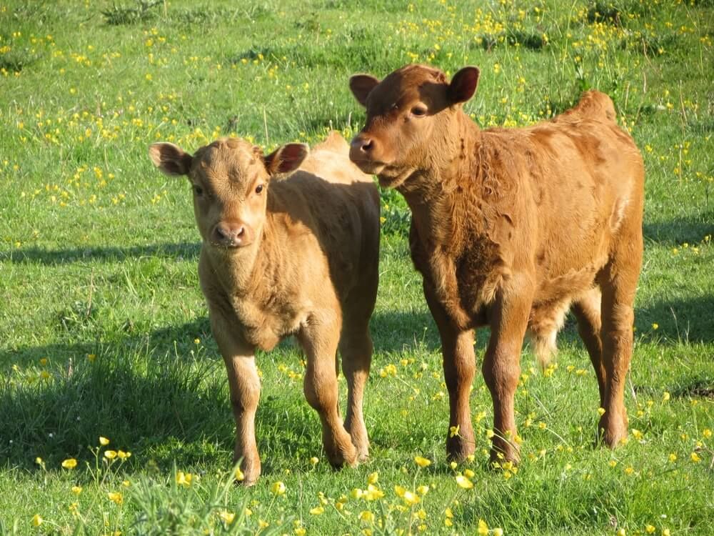 Two adorable Dexter cows standing in a green summer pasture.
