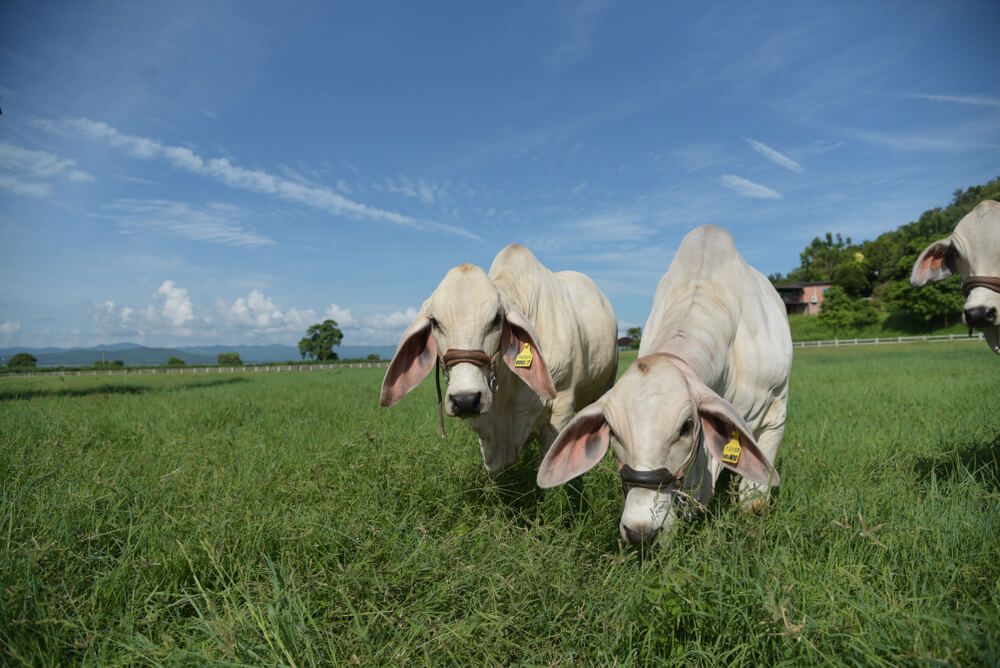 Two Gray Brahman cows foraging for lunch on a lovely day.