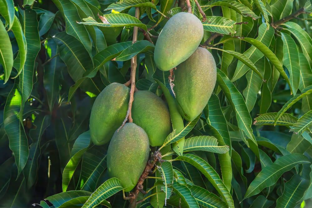 Yummy looking Rosigold mangoes growing on a leafy and healthy food forest tree.