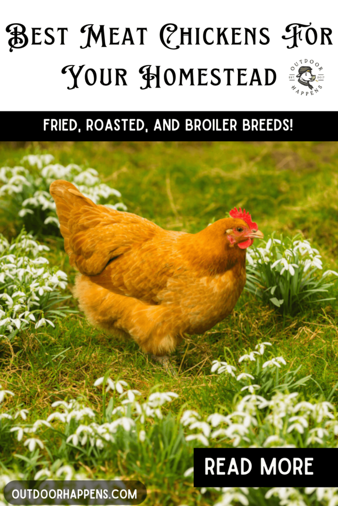 11 best meat chickens for your homestead! Fried, roasted, and broiler chicken breeds.