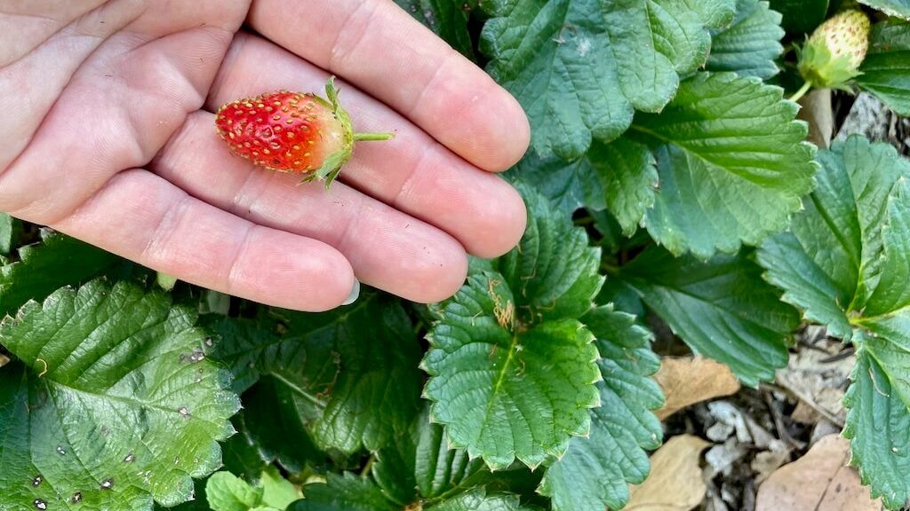 A beautiful red strawberry with strawberry plants, ready for growing strawberries from seed