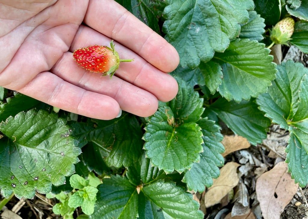 This strawberry is ready for growing strawberries from seeds