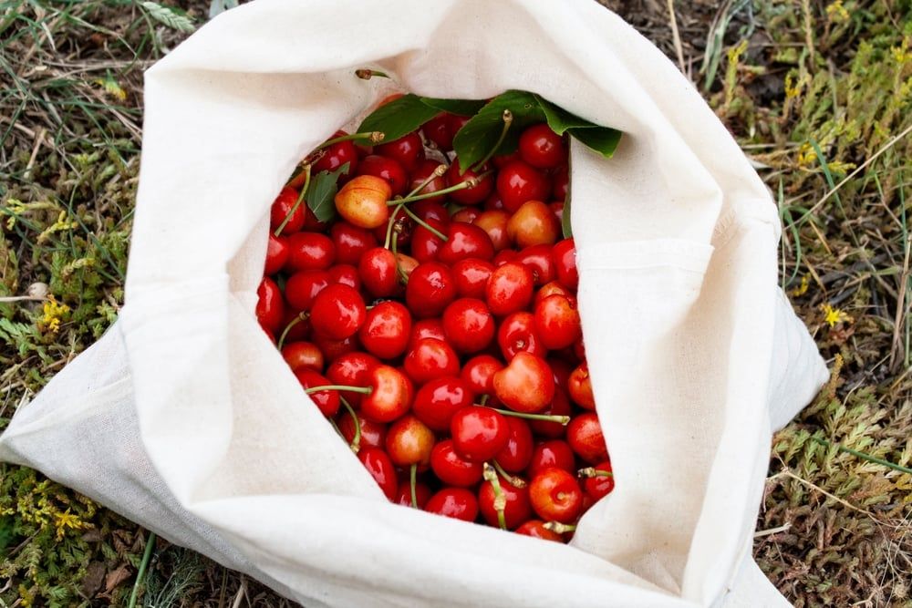 A closeup of red cherries in a white sack on the ground