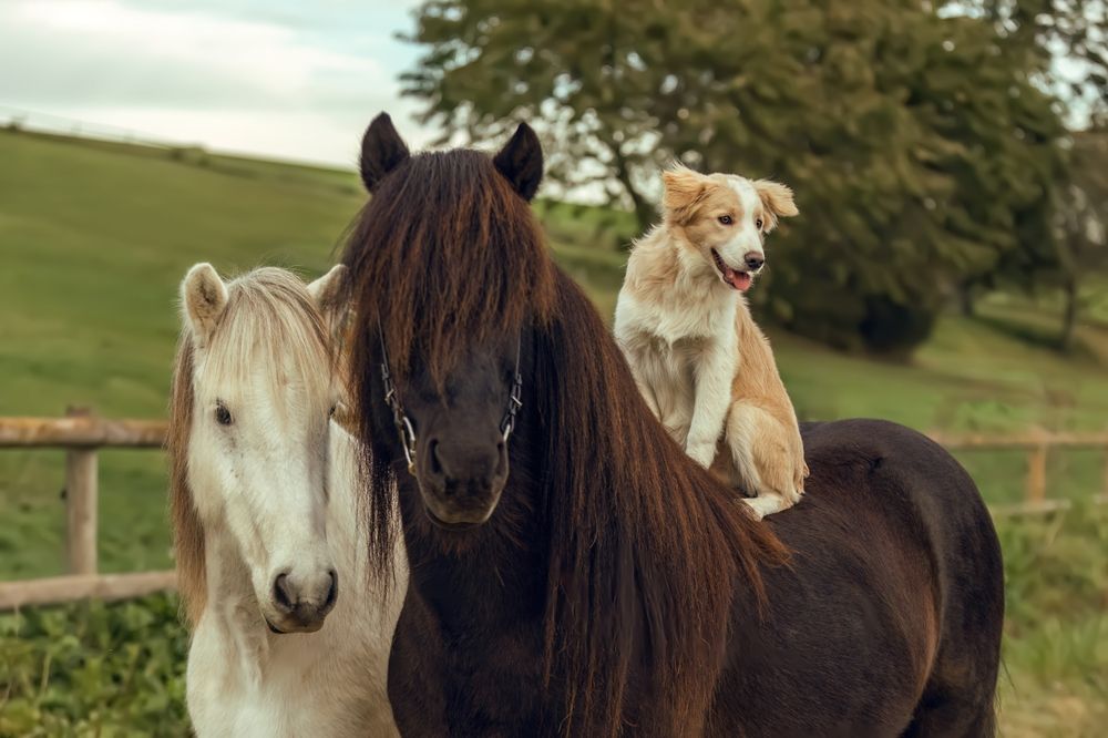 A cute border collie puppy dog sits on a beautiful icelandic horse in autumn outdoors