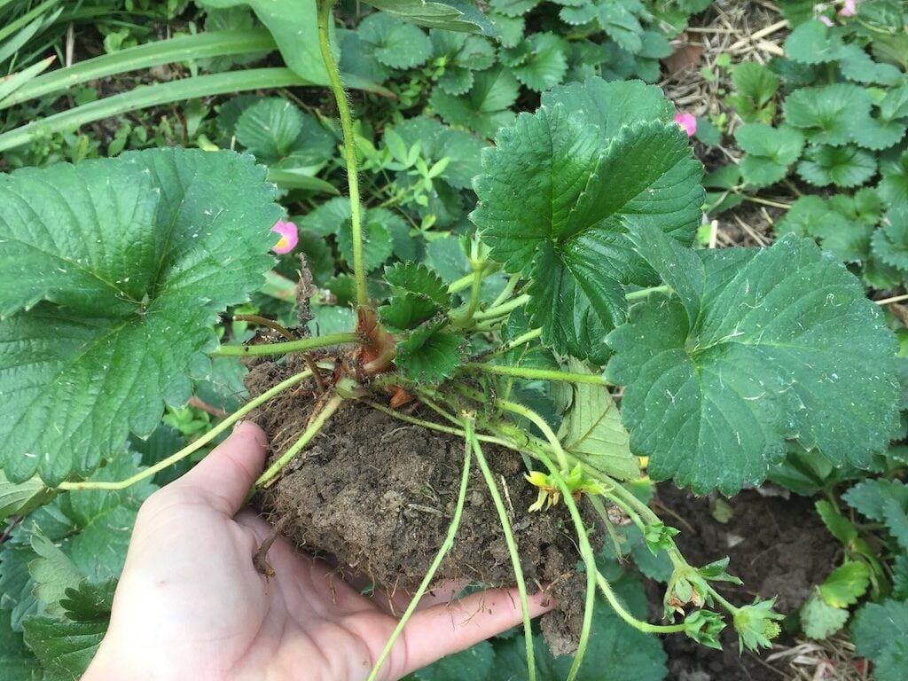 A healthy strawberry plant ready for planting