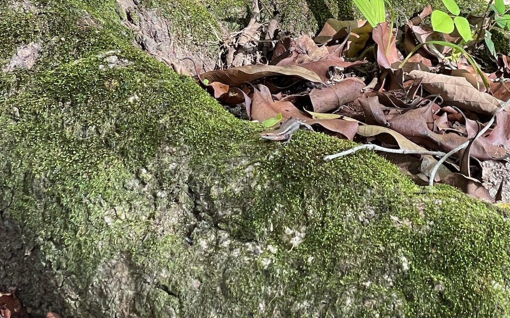 A lizard has made its home in a moss garden