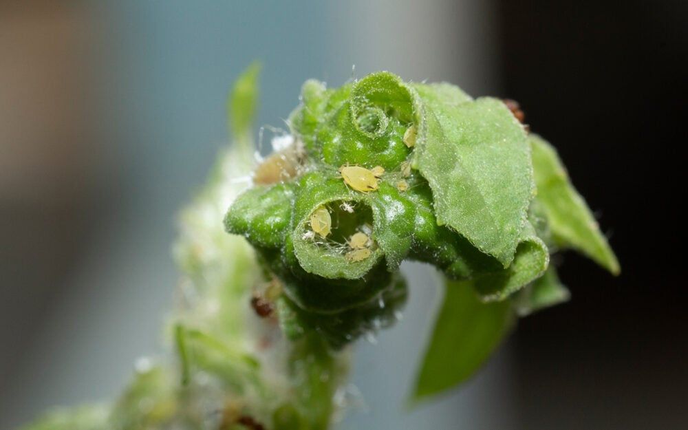 Aphids and Ants at Top of Watermelon Leaves