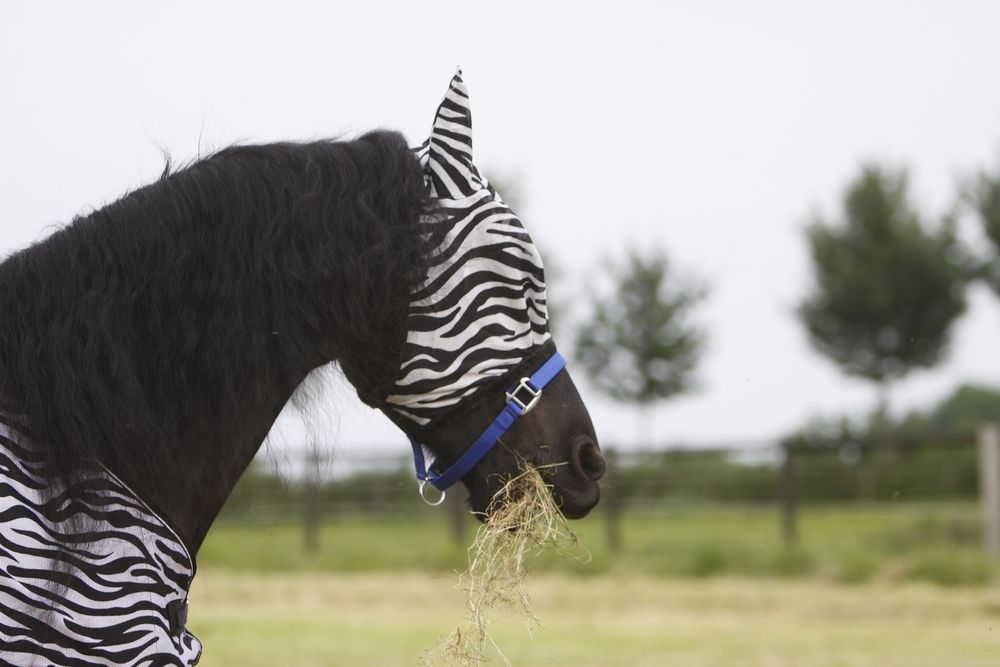 Horse eating some hay in zebra rug and fly mask