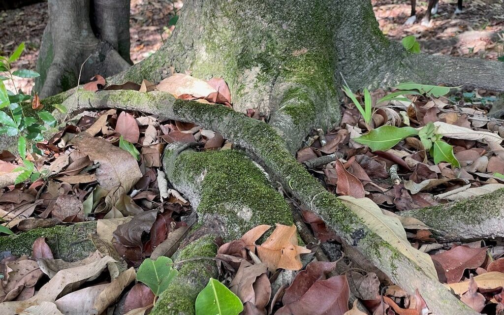 Moss growing on tree roots in the food forest
