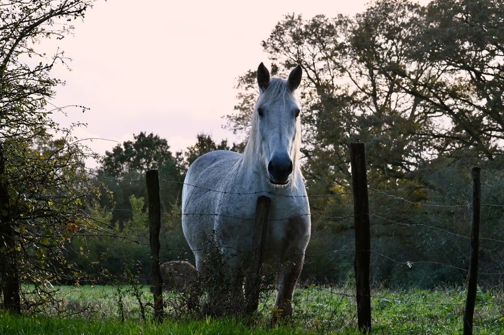 Percheron mare in the meadow
