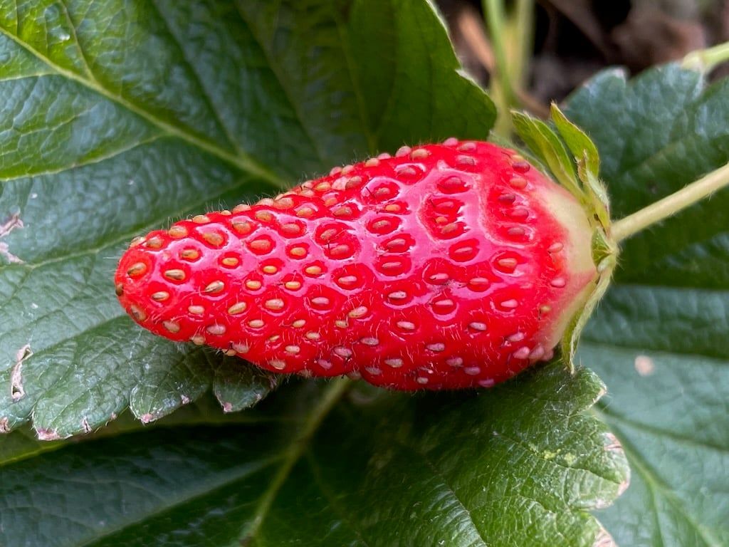 The most beautiful red ripe strawberry in the garden