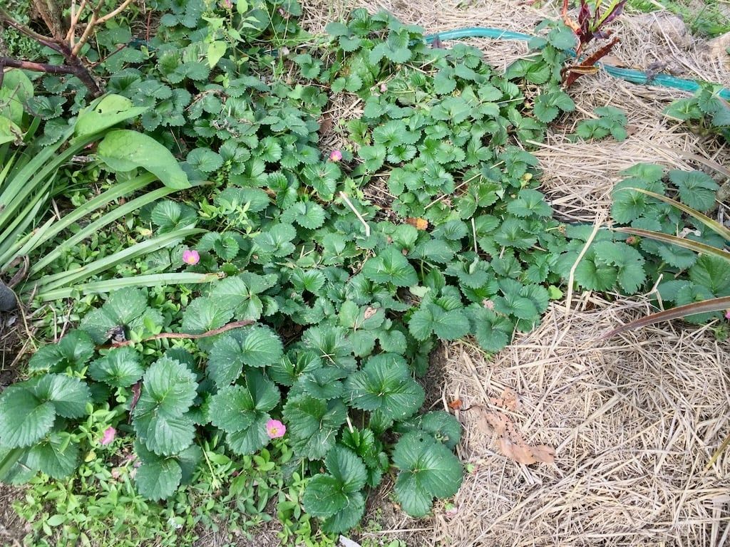 Vigorous strawberry plants in the food forest