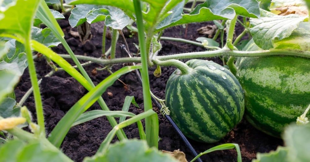 Watermelon plants in the garden with drip irrigation