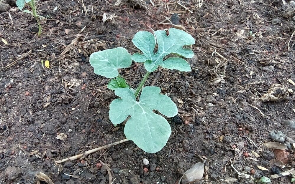 Watermelon seedling planted in the garden outdoors