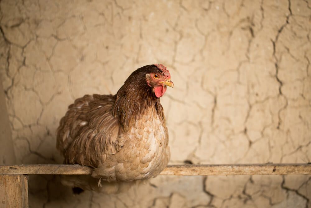 A chicken using an old wooden frame as a roost.