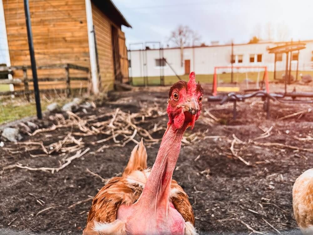 A funky looking naked-neck chicken exploring their surroundings.