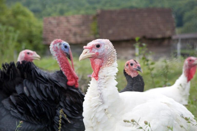 Turkey Names: 429+ Fun, Cute, and Pardoned Ideas for Your Flock