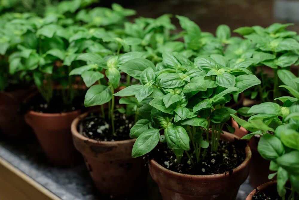 A lovely row of baby basil plants growing in pots.