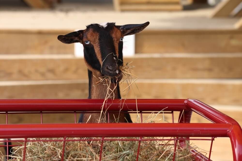 A Nigerian Dwarf Goat enjoying a yummy hay breakfast.