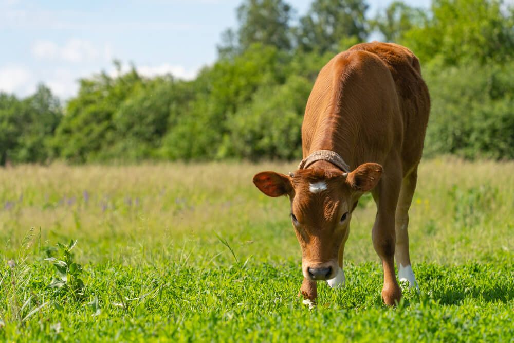 A small Jersey calf eating a grassy lunch in the farmyard pasture.
