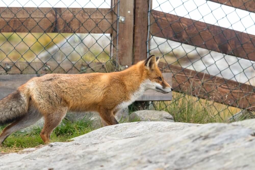 A sneaky red fox trying to sneak inside the mesh fence.