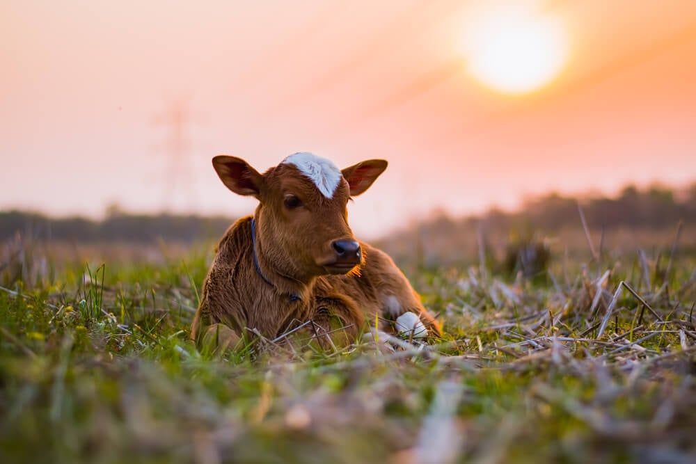 Adorable Jersey cow resting in a field during sunset.