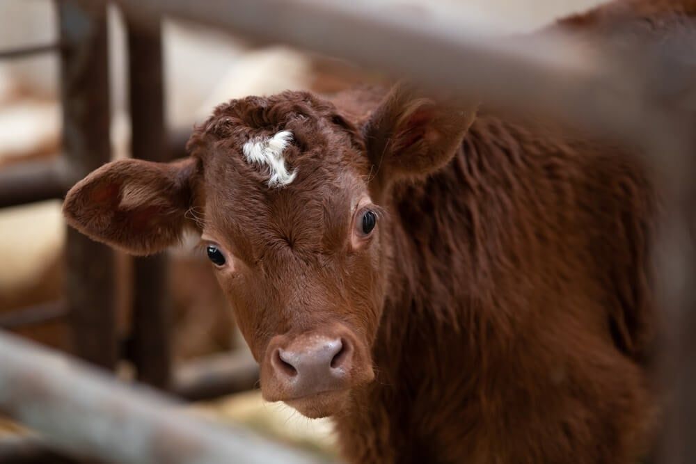 Adorable Limousin calf in stable making eye contact and waiting for breakfast.