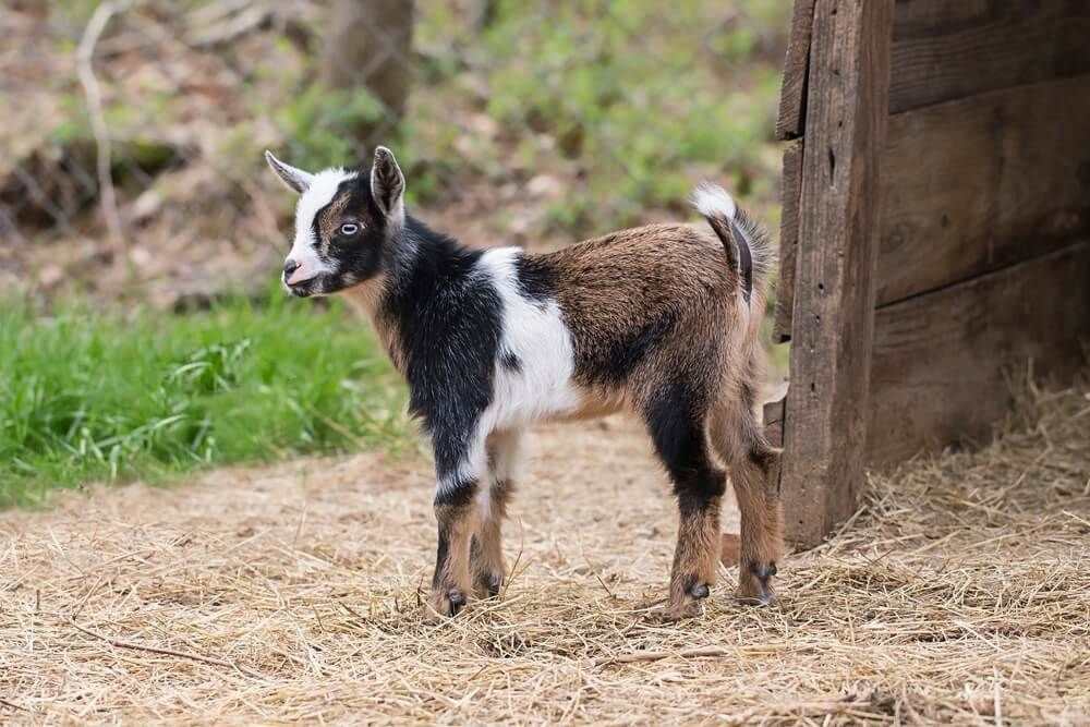 Adorable Nigerian Dwarf Goat exploring a rural barnyard.
