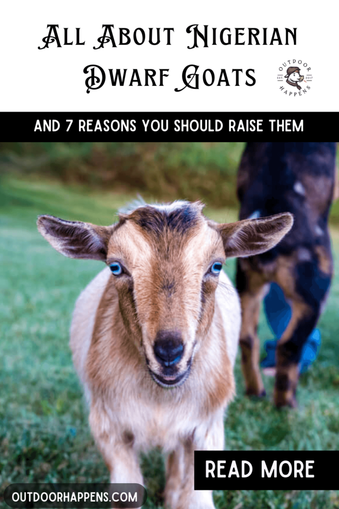 All about Nigerian Dwarf Goats.