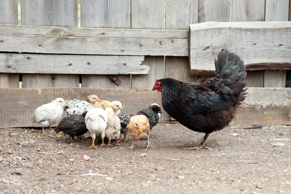 Baby chickens exploring the farmyard with their mom.