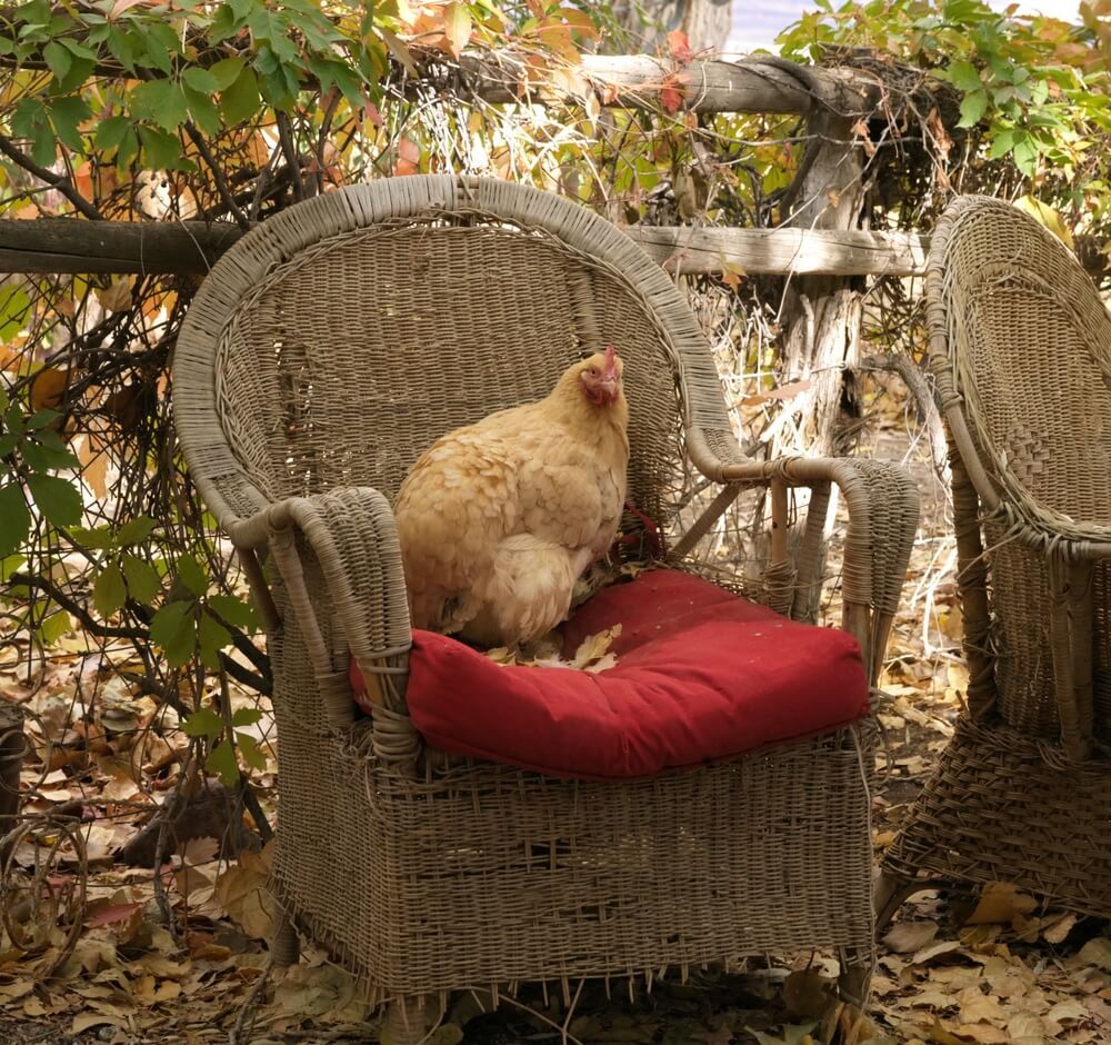 Backyard chicken relaxing on a padded roost.