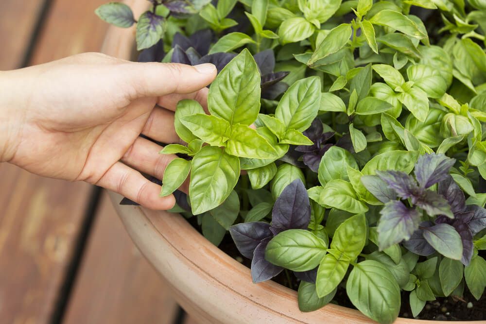 Beautiful and fresh italian basil plants growing in a large pot.