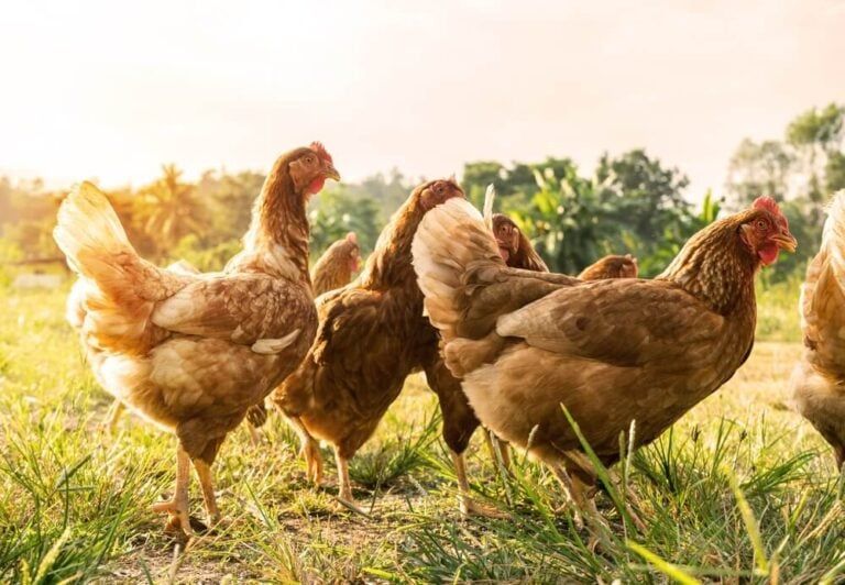 11 Best Meat Chicken Breeds for Your Backyard Coop