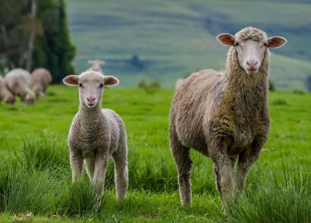 Beautiful Merino sheep exploring a lush farmyard pasture.
