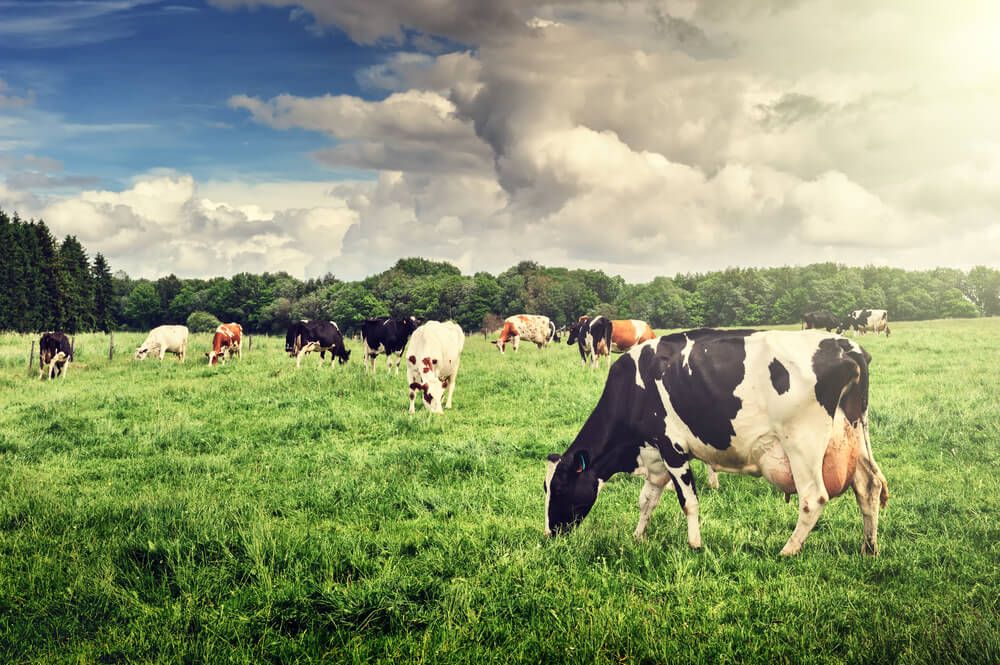 Beautiful photograph depicting several cows peacefully grazing in a grassy meadow.