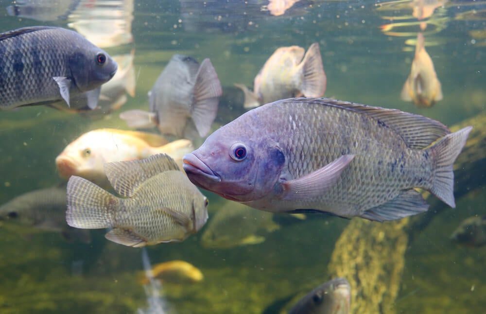 Beautiful tilapia fish swimming in a small pond.